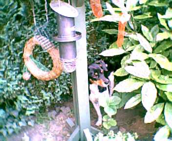 Jomke in de tuin